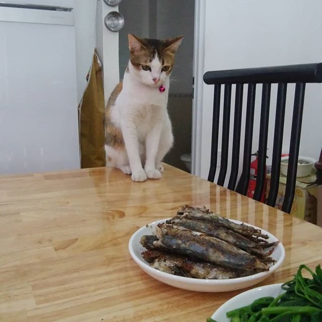 お昼ご飯の魚を狙う。もらえるまで目を離さない。。。.ホーチミンの日本人ゲストハウス兎家（うさぎや）ゲストハウスusagiyah.com.#usagiyah #兎家 #兎家ゲストハウス #うさぎや #日本人宿 #ゲストハウス #ドミトリー #Guesthouse #ベトナム #Vietnam #ホーチミン #バックパッカー #バックパッカー女子 #一人旅 #海外旅行 #旅好きの人と繋がりたい #出会い #ランチ #Mia #猫 #魚 #狙う